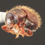 male | Image Author: TH Atkinson | Florida State Collection of Arthropods, Gainesville, Florida | Curitiba | Collection: Entomology