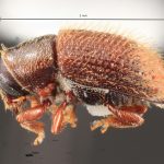 male | Image Author: TH Atkinson | Florida State Collection of Arthropods, Gainesville, Florida | Curitiba | Collection: Entomology