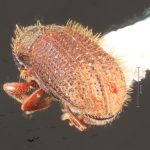 male | Image Author: TH Atkinson | Florida State Collection of Arthropods, Gainesville, Florida | Curitiba | Collection: Entomology