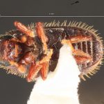 male | Image Author: TH Atkinson | Florida State Collection of Arthropods, Gainesville, Florida | Curitiba | Collection: Entomology