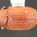 Image Author: TH Atkinson | Florida State Collection of Arthropods, Gainesville, Florida | Curitiba | Collection: Entomology