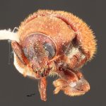Image Author: TH Atkinson | Florida State Collection of Arthropods, Gainesville, Florida | Curitiba | Collection: Entomology