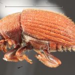 Image Author: TH Atkinson | Florida State Collection of Arthropods, Gainesville, Florida | Curitiba | Collection: Entomology