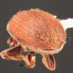 Image Author: TH Atkinson | Florida State Collection of Arthropods, Gainesville, Florida | Curitiba | Collection: Entomology