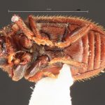 Image Author: TH Atkinson | Florida State Collection of Arthropods, Gainesville, Florida | Curitiba | Collection: Entomology