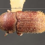 male | Image Author: TH Atkinson | Florida State Collection of Arthropods, Gainesville, Florida | allotype Cnesinus denotatus Wood | allotype | Sta. Ana | Collection: Entomology