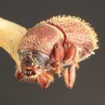 male | Image Author: TH Atkinson | Florida State Collection of Arthropods, Gainesville, Florida | allotype Cnesinus denotatus Wood | allotype | Sta. Ana | Collection: Entomology