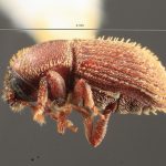 male | Image Author: TH Atkinson | Florida State Collection of Arthropods, Gainesville, Florida | allotype Cnesinus denotatus Wood | allotype | Sta. Ana | Collection: Entomology