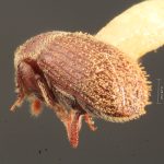 male | Image Author: TH Atkinson | Florida State Collection of Arthropods, Gainesville, Florida | allotype Cnesinus denotatus Wood | allotype | Sta. Ana | Collection: Entomology