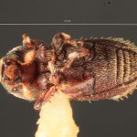 male | Image Author: TH Atkinson | Florida State Collection of Arthropods, Gainesville, Florida | allotype Cnesinus denotatus Wood | allotype | Sta. Ana | Collection: Entomology