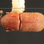 female | Image Author: TH Atkinson | Florida State Collection of Arthropods, Gainesville, Florida | Barrancas, 9 km S | Collection: Entomology