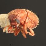female | Image Author: TH Atkinson | Florida State Collection of Arthropods, Gainesville, Florida | Barrancas, 9 km S | Collection: Entomology