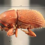 female | Image Author: TH Atkinson | Florida State Collection of Arthropods, Gainesville, Florida | Barrancas, 9 km S | Collection: Entomology