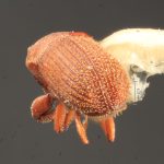 female | Image Author: TH Atkinson | Florida State Collection of Arthropods, Gainesville, Florida | Barrancas, 9 km S | Collection: Entomology