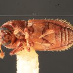 female | Image Author: TH Atkinson | Florida State Collection of Arthropods, Gainesville, Florida | Barrancas, 9 km S | Collection: Entomology