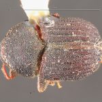 male | Image Author: TH Atkinson | Florida State Collection of Arthropods, Gainesville, Florida | paratype Phloeotribus furvus  Wood | paratype | Turrialba | Collection: Entomology