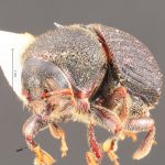 male | Image Author: TH Atkinson | Florida State Collection of Arthropods, Gainesville, Florida | paratype Phloeotribus furvus  Wood | paratype | Turrialba | Collection: Entomology