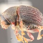 male | Image Author: TH Atkinson | Florida State Collection of Arthropods, Gainesville, Florida | paratype Phloeotribus furvus  Wood | paratype | Turrialba | Collection: Entomology
