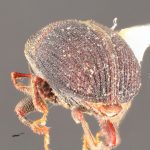 male | Image Author: TH Atkinson | Florida State Collection of Arthropods, Gainesville, Florida | paratype Phloeotribus furvus  Wood | paratype | Turrialba | Collection: Entomology