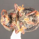 male | Image Author: TH Atkinson | Florida State Collection of Arthropods, Gainesville, Florida | paratype Phloeotribus furvus  Wood | paratype | Turrialba | Collection: Entomology