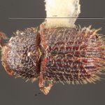 male | Image Author: TH Atkinson | Florida State Collection of Arthropods, Gainesville, Florida | paratype Phloeotribus hirtus  Wood | paratype | Caparapi | Collection: Entomology