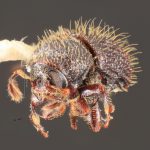 male | Image Author: TH Atkinson | Florida State Collection of Arthropods, Gainesville, Florida | paratype Phloeotribus hirtus  Wood | paratype | Caparapi | Collection: Entomology