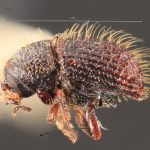 male | Image Author: TH Atkinson | Florida State Collection of Arthropods, Gainesville, Florida | paratype Phloeotribus hirtus  Wood | paratype | Caparapi | Collection: Entomology