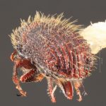 male | Image Author: TH Atkinson | Florida State Collection of Arthropods, Gainesville, Florida | paratype Phloeotribus hirtus  Wood | paratype | Caparapi | Collection: Entomology