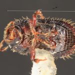 male | Image Author: TH Atkinson | Florida State Collection of Arthropods, Gainesville, Florida | paratype Phloeotribus hirtus  Wood | paratype | Caparapi | Collection: Entomology