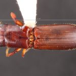 female | Image Author: TH Atkinson | Florida State Collection of Arthropods, Gainesville, Florida | Teziutlan, 6 mi (10 km) NE | Collection: Entomology