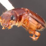 female | Image Author: TH Atkinson | Florida State Collection of Arthropods, Gainesville, Florida | Teziutlan, 6 mi (10 km) NE | Collection: Entomology