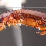 female | Image Author: TH Atkinson | Florida State Collection of Arthropods, Gainesville, Florida | Teziutlan, 6 mi (10 km) NE | Collection: Entomology
