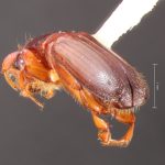 female | Image Author: TH Atkinson | Florida State Collection of Arthropods, Gainesville, Florida | Teziutlan, 6 mi (10 km) NE | Collection: Entomology