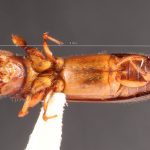 female | Image Author: TH Atkinson | Florida State Collection of Arthropods, Gainesville, Florida | Teziutlan, 6 mi (10 km) NE | Collection: Entomology