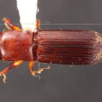 male | Image Author: TH Atkinson | Florida State Collection of Arthropods, Gainesville, Florida | Teziutlan, 6 mi (10 km) NE | Collection: Entomology