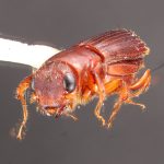male | Image Author: TH Atkinson | Florida State Collection of Arthropods, Gainesville, Florida | Teziutlan, 6 mi (10 km) NE | Collection: Entomology