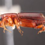male | Image Author: TH Atkinson | Florida State Collection of Arthropods, Gainesville, Florida | Teziutlan, 6 mi (10 km) NE | Collection: Entomology