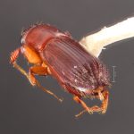 male | Image Author: TH Atkinson | Florida State Collection of Arthropods, Gainesville, Florida | Teziutlan, 6 mi (10 km) NE | Collection: Entomology