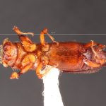 male | Image Author: TH Atkinson | Florida State Collection of Arthropods, Gainesville, Florida | Teziutlan, 6 mi (10 km) NE | Collection: Entomology