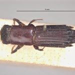 male | Image Author: LR Kirkendall | University of Bergen | syntype Platypus auritus Chapuis | syntype | Tuxpan | Collection: British Museum (Natural History)