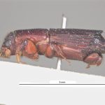 male | Image Author: LR Kirkendall | University of Bergen | syntype Platypus auritus Chapuis | syntype | Tuxpan | Collection: British Museum (Natural History)