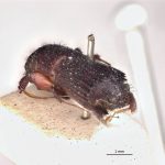 male | Image Author: LR Kirkendall | University of Bergen | syntype Platypus auritus Chapuis | syntype | Tuxpan | Collection: British Museum (Natural History)
