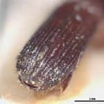 male | Image Author: LR Kirkendall | University of Bergen | holotype Platypus discoidalis Schedl | holotype | Guyana (country / region) | Collection: British Museum (Natural History)