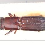 male | Image Author: LR Kirkendall | University of Bergen | holotype Platypus discoidalis Schedl | holotype | Guyana (country / region) | Collection: British Museum (Natural History)