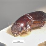 male | Image Author: LR Kirkendall | University of Bergen | holotype Platypus discoidalis Schedl | holotype | Guyana (country / region) | Collection: British Museum (Natural History)