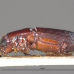 male | Image Author: LR Kirkendall | University of Bergen | holotype Platypus discoidalis Schedl | holotype | Guyana (country / region) | Collection: British Museum (Natural History)