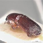 male | Image Author: LR Kirkendall | University of Bergen | holotype Platypus discoidalis Schedl | holotype | Guyana (country / region) | Collection: British Museum (Natural History)