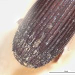 male | Image Author: LR Kirkendall | University of Bergen | holotype Platypus discoidalis Schedl | holotype | Guyana (country / region) | Collection: British Museum (Natural History)