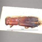 male | Image Author: LR Kirkendall | University of Bergen | holotype Platypus discolor Blandford | holotype | Volcán de Chiriqui | Collection: British Museum (Natural History)