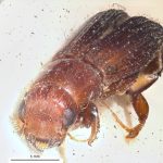 male | Image Author: LR Kirkendall | University of Bergen | holotype Platypus discolor Blandford | holotype | Volcán de Chiriqui | Collection: British Museum (Natural History)